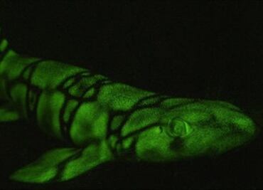 Estas moléculas tornan biofluorescentes a tiburones