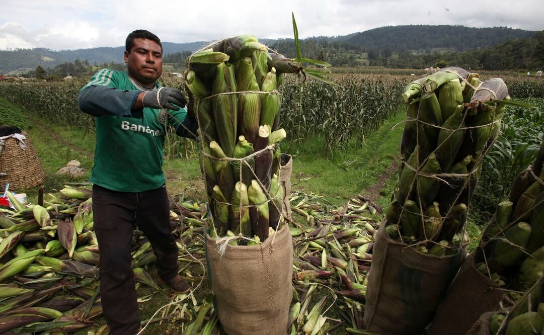 Siembra de maíz para pequeños productores. Foto: Jorge Alvarado/EL UNIVERSAL