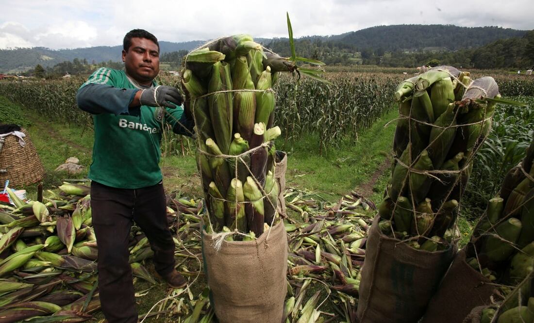 Siembra de maíz para pequeños productores. Foto: Jorge Alvarado/EL UNIVERSAL