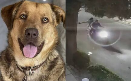 VIDEO: Perro pierde un ojo al ser baleado por motociclista en Texcoco; exigen justicia