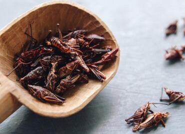 5 health benefits of grasshoppers