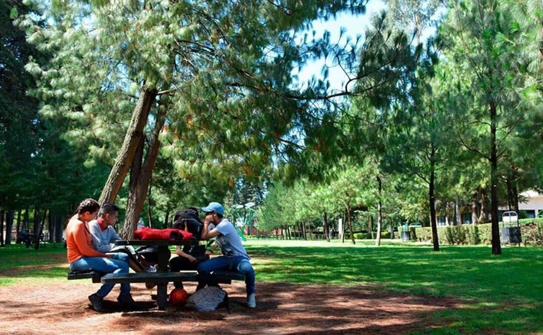 Un parque público es un espacio al aire libre, generalmente de propiedad y gestión gubernamental. Foto: EL UNIVERSAL