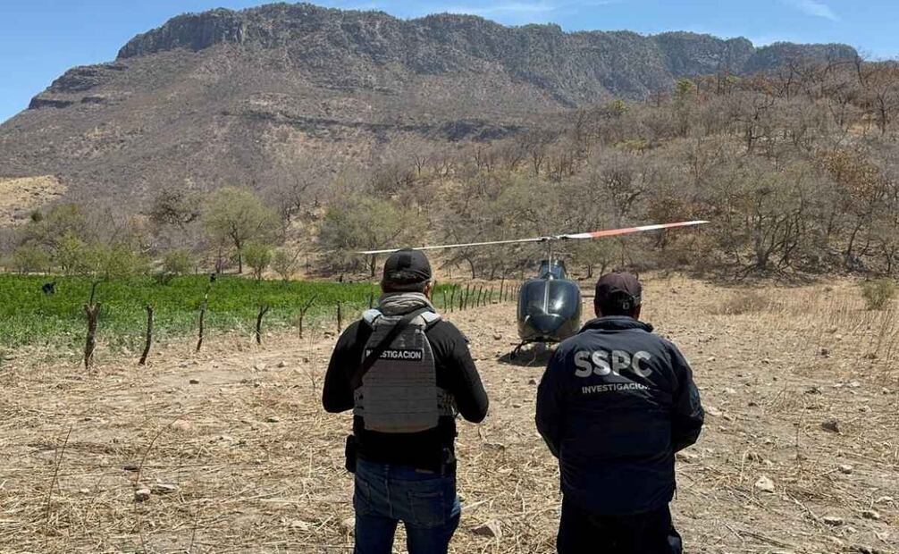Elementos de seguridad llegan al plantío de marihuana (27/04/2025). Foto: Especial