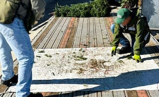 Profepa evita ingreso de 785 árboles de navidad con plaga a México; concluye operativo de verificación