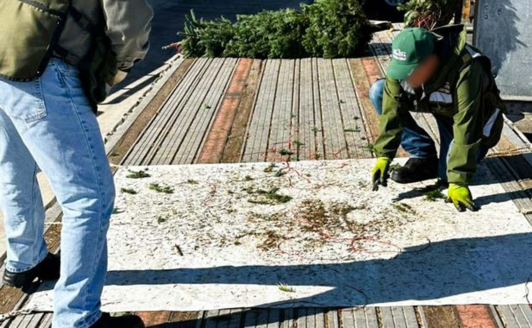 Profepa concluye operativo de verificación de árboles de Navidad. Foto: Especial