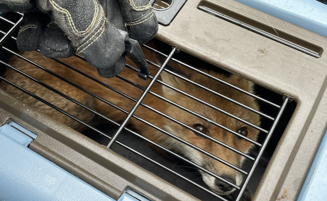 Foto: Twitter @CapitolPolice