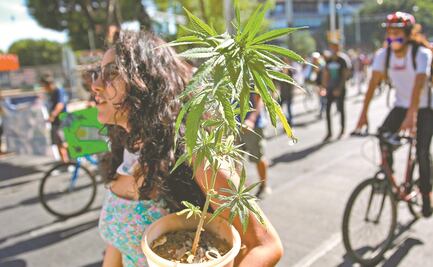 Aprueba comisión del Senado minuta sobre regulación de marihuana