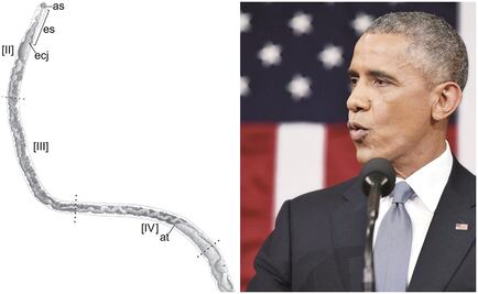 Científicos nombran parásito en honor a Barack Obama