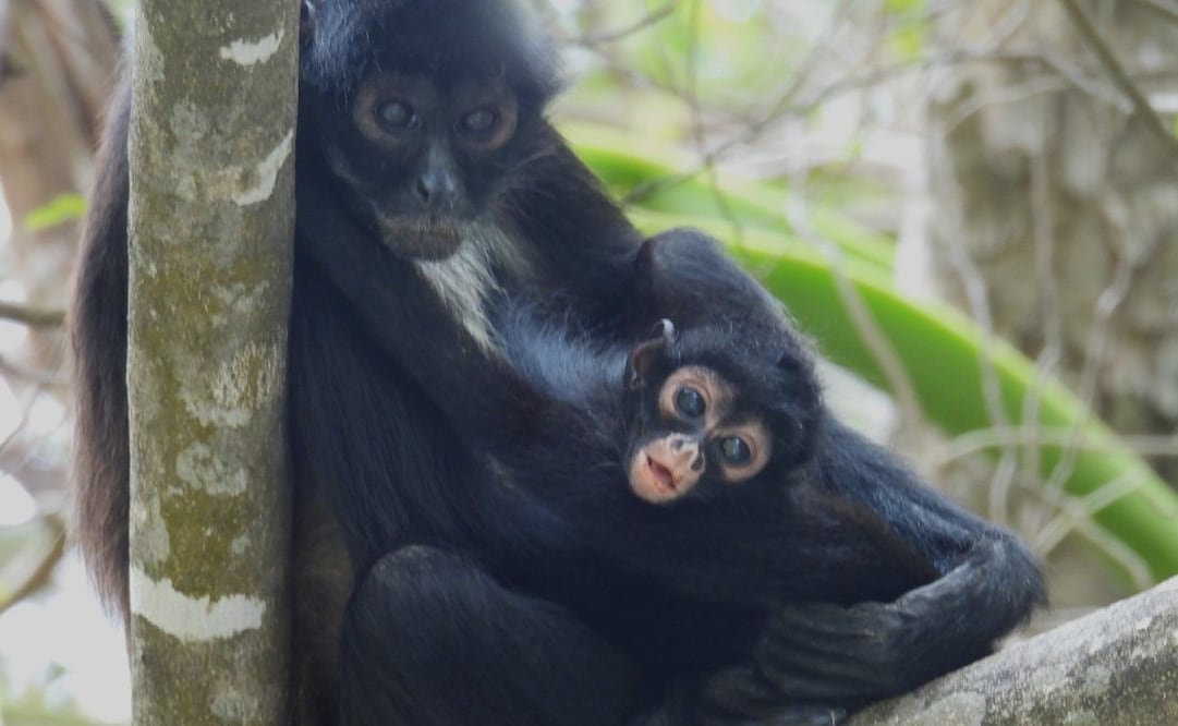 Conanp reporta el nacimiento de una tercera cría de mono araña en el área natural protegida Parque Nacional Cañón del Sumidero, Chiapas. Foto: Conanp