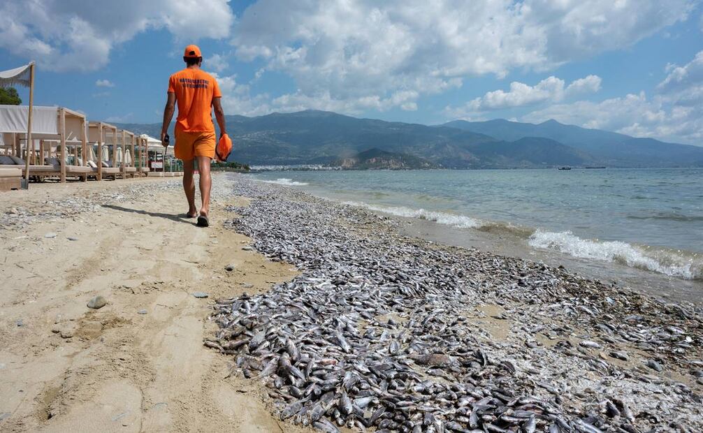 Un socorrista camina junto a peces muertos en la playa de las marismas de Volos. Foto: EFE