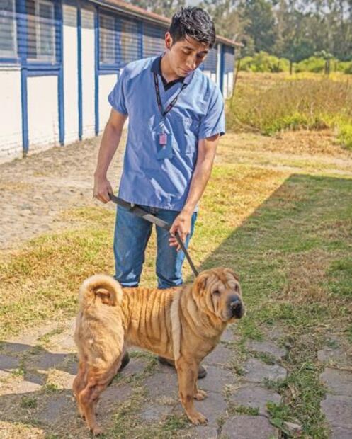 Mascotas maltratadas tienen otra oportunidad gracias a albergue