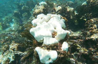 Los océanos están sufriendo un blanqueo masivo de los corales a nivel global, según NOAA