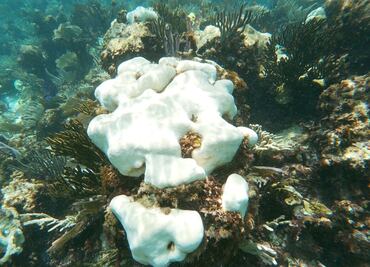 Los océanos están sufriendo un blanqueo masivo de los corales a nivel global, según NOAA