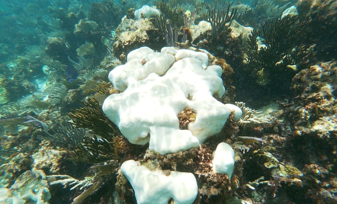A medida que los océanos del mundo siguen aumentando de temperatura el blanqueo de los corales se hace más frecuente y grave. Foto: Especial