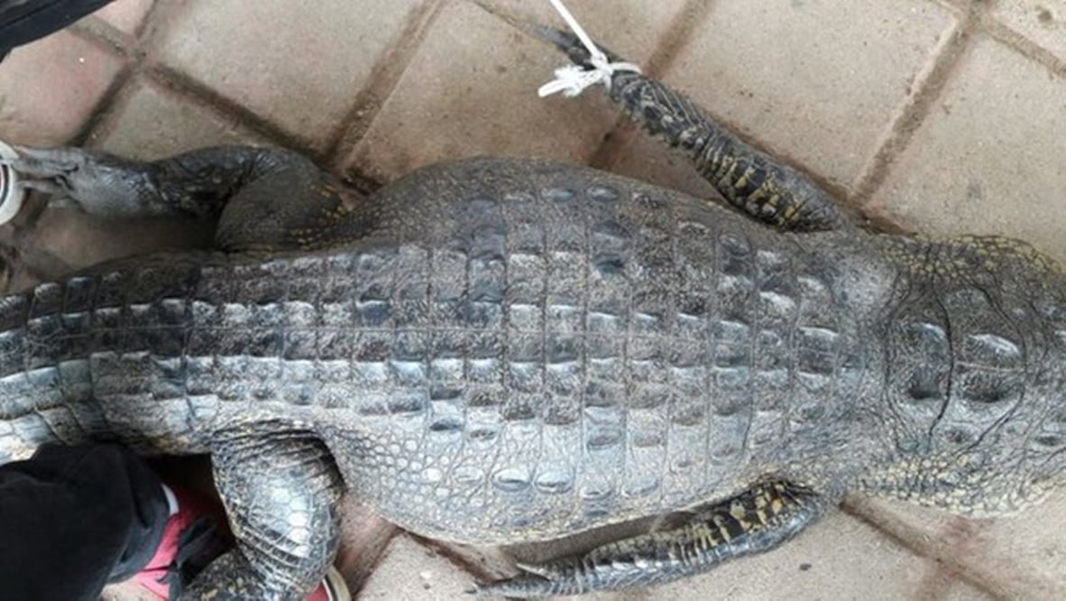 Foto: Tomada de @PROFEPA_Mx