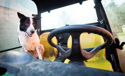 Sorprende a escoceses perro ovejero que 'condujo' auto