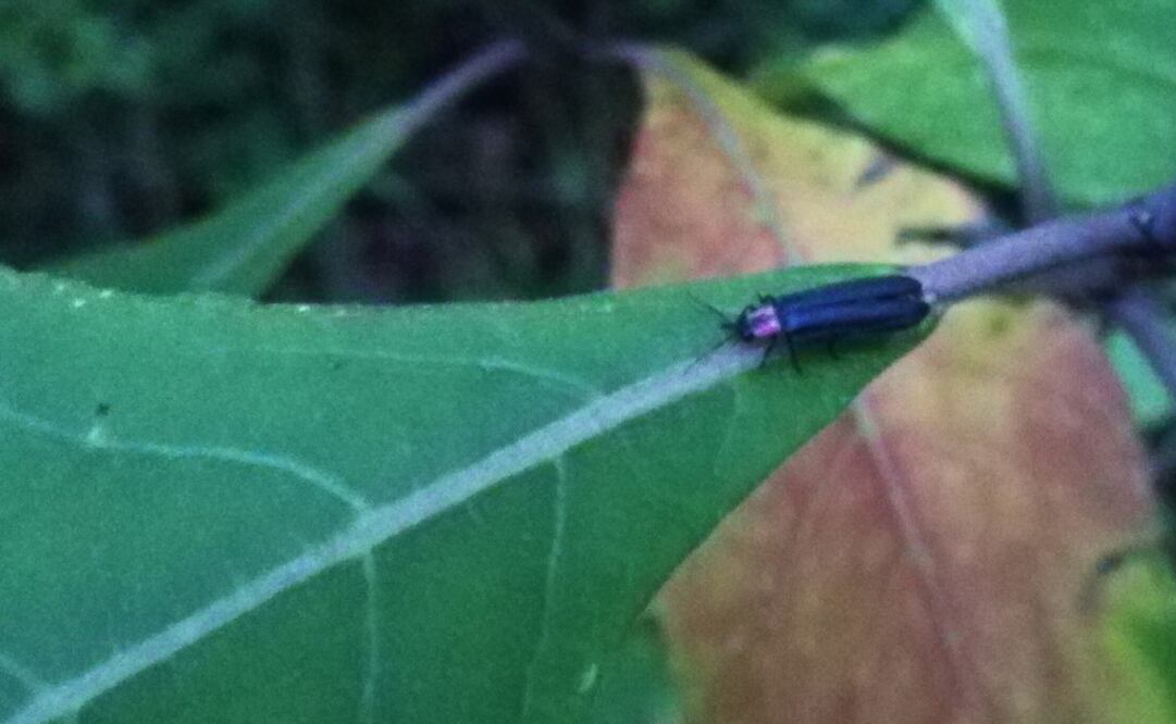 Los machos vuelan y muestran su luz, mientras las hembras esperan pacientes en la hojarasca el momento en que llegue el candidato ideal para aparearse y después se reproduzcan, al depositar entre 100 y 150 huevecillos (ALEJANDRA LEYVA. EL UNIVERSAL)