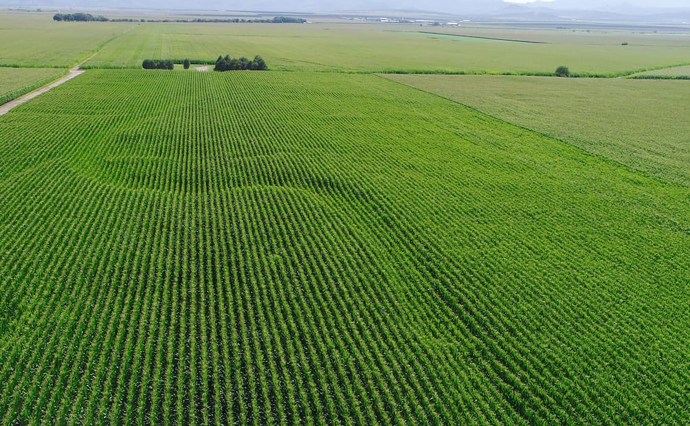 Gas natural en la producción de alimentos. Foto: Cortesía