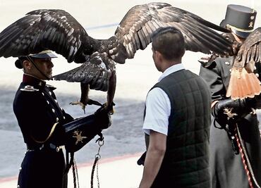 El águila real, en riesgo de desaparecer: Profepa