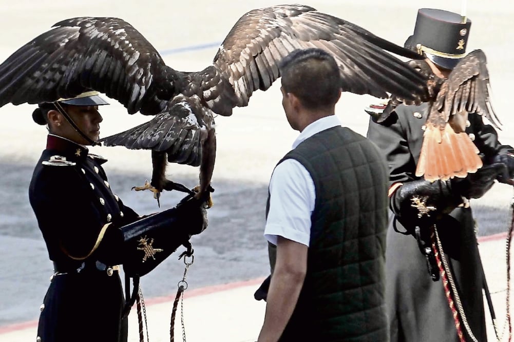 Cuatro ejemplares de águila real que fueron entregados ayer al Colegio Milita r serán rehabilitados para luego ser liberados en su hábitat natural (FERNANDO RAMÍREZ. EL UNIVERSAL)