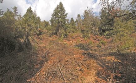 Silencian taladores zona de La Malinche