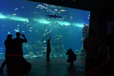 Cuánto cuesta ir al nuevo Gran Acuario Mazatlán Mar de Cortés