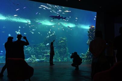 Cuánto cuesta ir al nuevo Gran Acuario Mazatlán Mar de Cortés