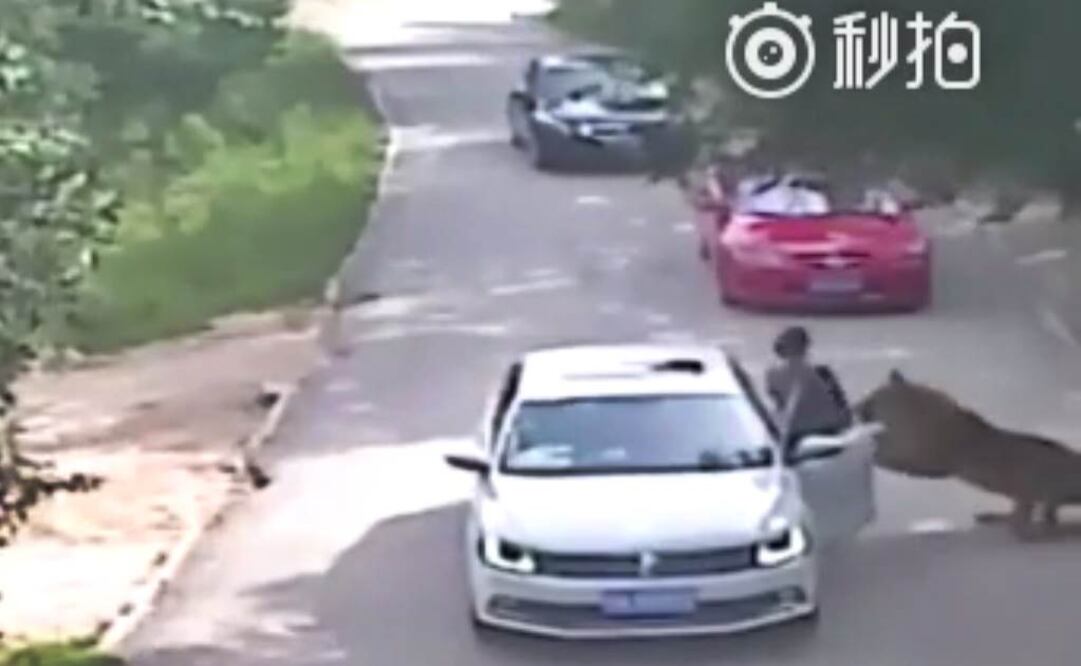 VIDEO. Mujer muere tras ataque de tigre en China 