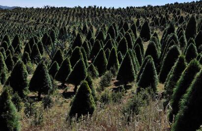 Explora un laberinto en Amecameca y, de paso, ve por tu arbolito