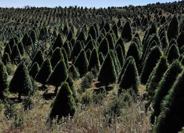 Explora un laberinto en Amecameca y, de paso, ve por tu arbolito