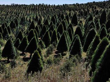 Explora un laberinto en Amecameca y, de paso, ve por tu arbolito