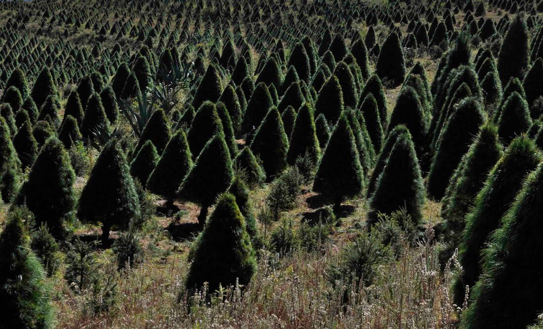 Cortar los arbolitos aquí es 100% sustentable, ya que se conserva parte de su tronco para generar otro ejemplar. (Foto: CORTESÍA SECTUR EDOMEX)