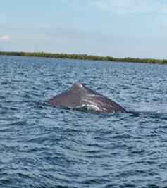 Profepa reporta avistamiento de cachalote en Sinaloa