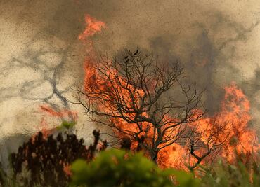 La ciencia después de los incendios
