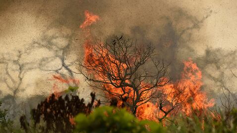 La ciencia después de los incendios