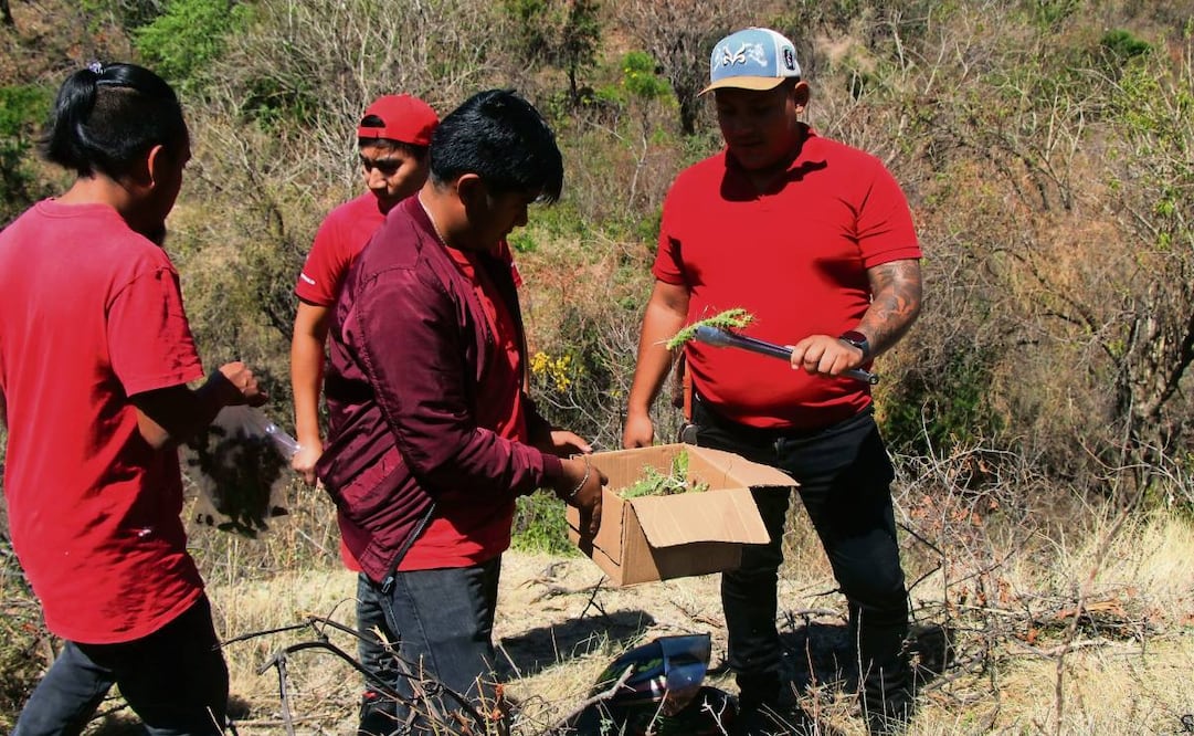 Las espinas de huizache que los fieles llevan “clavada s”en los brazos y piernas fueron recolectadas días antes en el municipio poblano de Atzitzihuacán. Foto: Omar Contreras / EL UNIVERSAL
