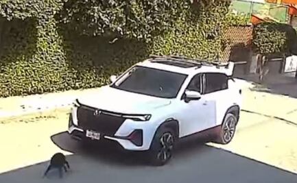 VIDEO: ¡Indignante! Conductor atropella intencionalmente a perro y se da a la fuga 