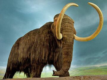 Nuevos datos vinculan desaparición de mamuts con humanos