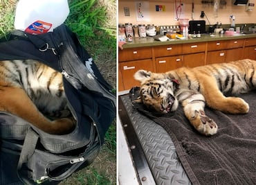 Contrabandistas abandonan a cachorro de tigre en la frontera Texas-México