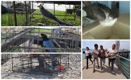 Profepa asegura 12 aves, rescata 3 venados y un halcón