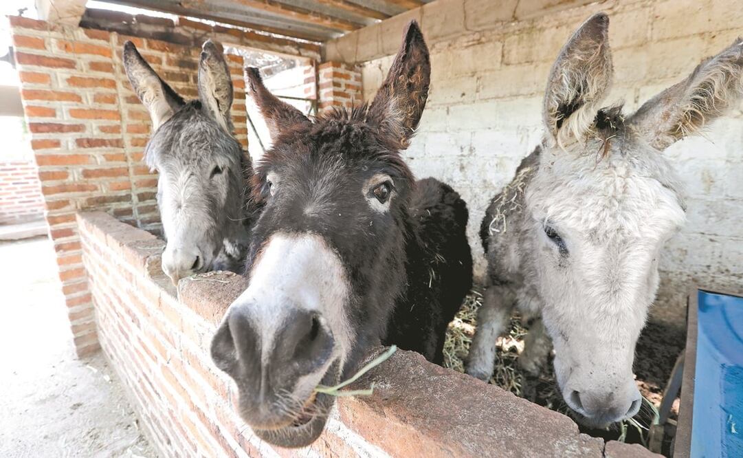 Este sitio, ubicado en Otumba, Estado de México, es un refugio y hogar para el burro mexicano, que ha sido olvidado y maltratado desde que dejó de ser útil para los trabajos de carga. Foto: JORGE ALVARADO. EL UNIVERSAL