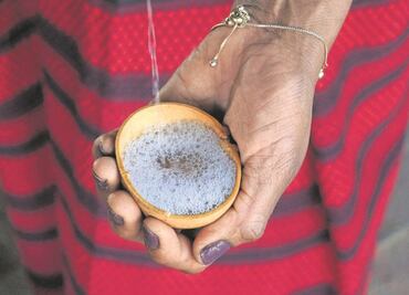 Ellas hacen 35.3% del trabajo en agave