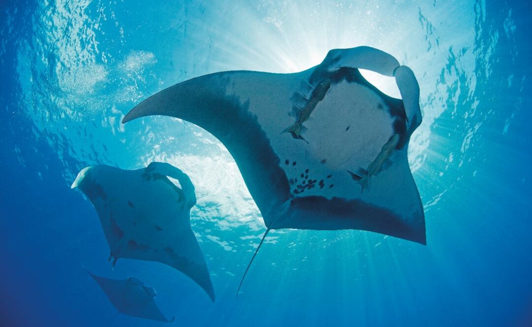 Three oceanic manta rays at the Revillagigedo archipelago - Photo: File photo/UNESCO