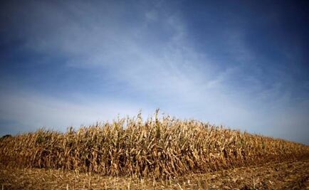 U.S. grain exports slide after Trump win batters Mexican peso
