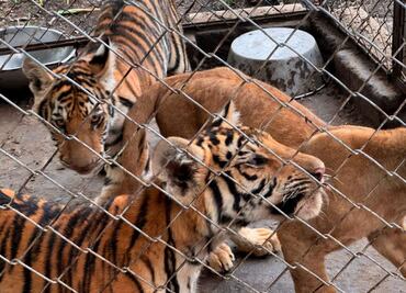 Profepa rescata 75 animales del maltrato y hacinamiento en Unidad de Veracruz; tigres, monos y tortugas, entre los ejemplares