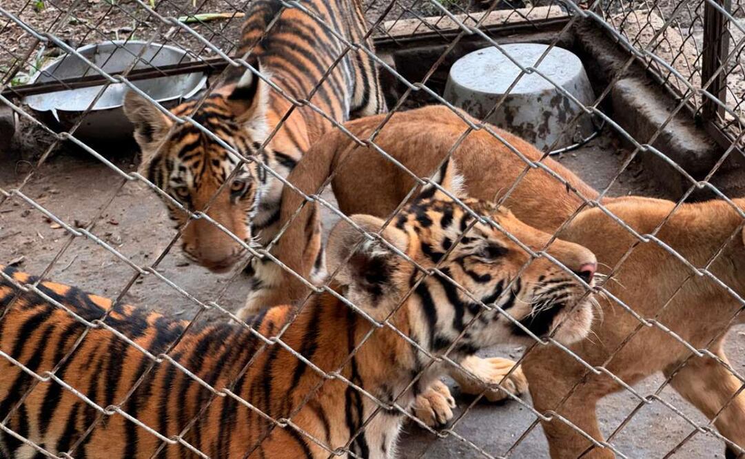 Profepa rescata 75 animales del maltrato y hacinamiento en Veracruz. Foto: Especial