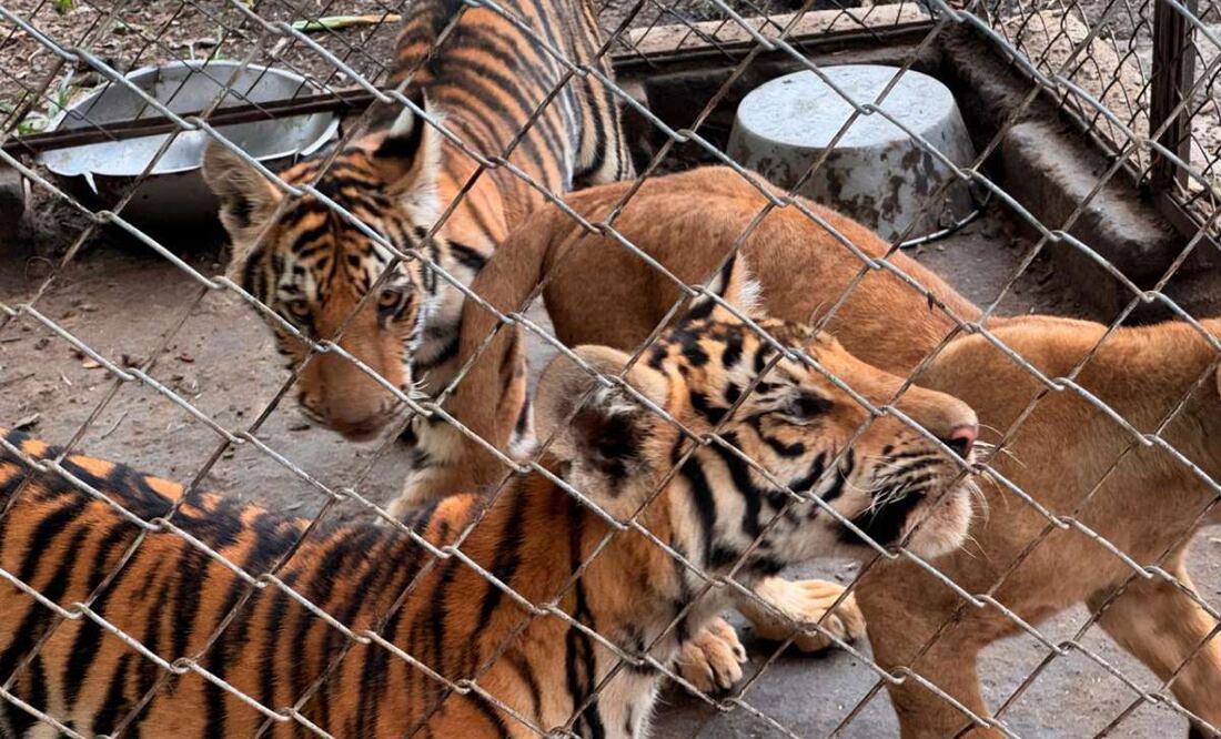 Profepa rescata 75 animales del maltrato y hacinamiento en Veracruz. Foto: Especial