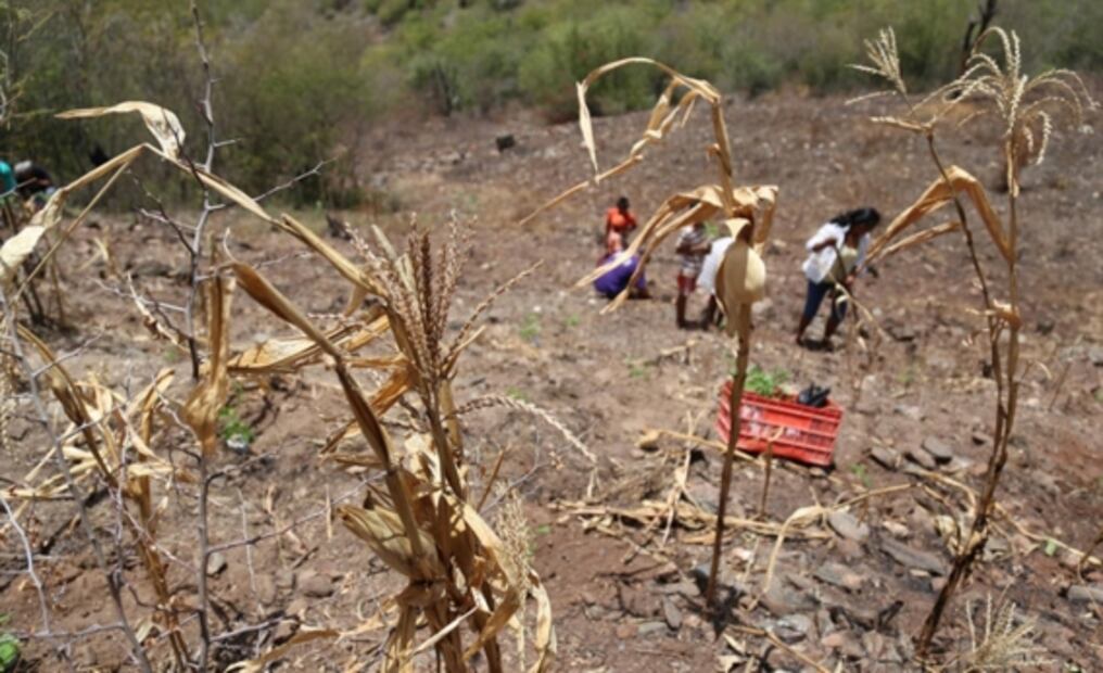"Explosivo cóctel" socioeconómico obliga a los hondureños a migrar a EU