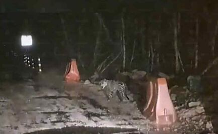 Tren Maya: Captan a jaguar recorriendo las obras de Tramo 5 en Tulum, VIDEO