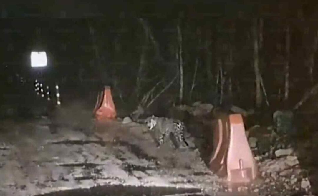 Trabajadores del tramo 5 del Tren Maya captaron al jaguar pasearse por las obras Foto: Captura de pantalla